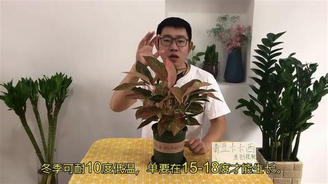 如意皇后怎么养